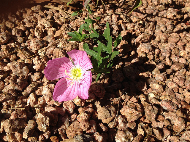 flower in gravel